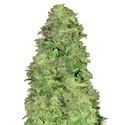 CBD Auto 20:1 (FastBuds) Feminiserade