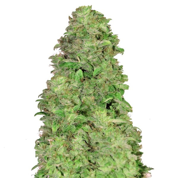 CBD Auto 20:1 (FastBuds) Feminiserade