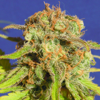 Bruce Banner 3 Auto (Original Sensible) feminiserade