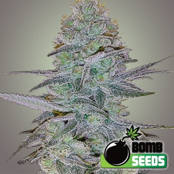 Cosmic Bomb Auto (Bomb Seeds) Feminiserade