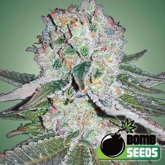 Banana Bomb (Bomb Seeds) feminiserade cannabisfr&ouml;n