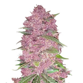 Purple Lemonade (FastBuds) feminiserade cannabisfr&ouml;n