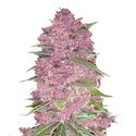 Purple Lemonade Auto (FastBuds) Feminiserade