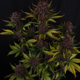 Purple Lemonade Auto (FastBuds) Feminiserade