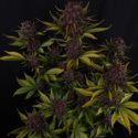 Purple Lemonade Auto (FastBuds) Feminiserade