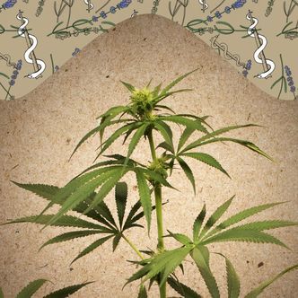 CBD Terra Italia (Female Seeds) Feminiserade
