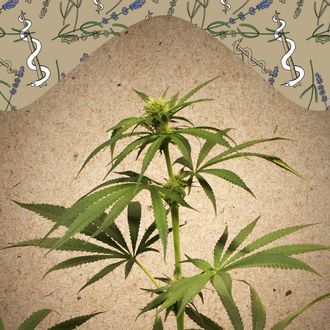 CBD Terra Italia (Female Seeds) Feminiserade