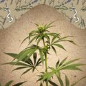 CBD Terra Italia (Female Seeds) Feminiserade