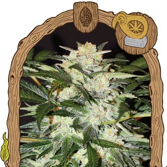 Monster Mash (Exotic Seed) feminiserad