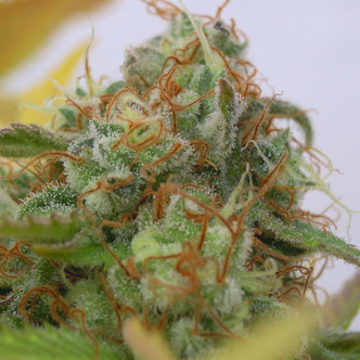 Gorilla Glue 4 Auto (Original Sensible Seeds) feminiserade