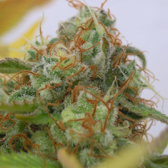 GG 4 Auto (Original Sensible) Feminiserade