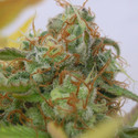 GG 4 Auto (Original Sensible) Feminiserade