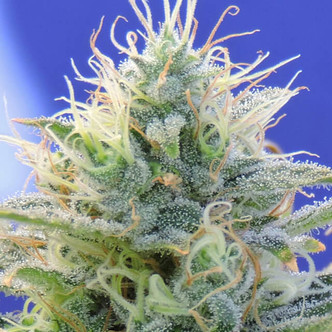 Auto Ghost OG (Original Sensible Seeds) feminiserade