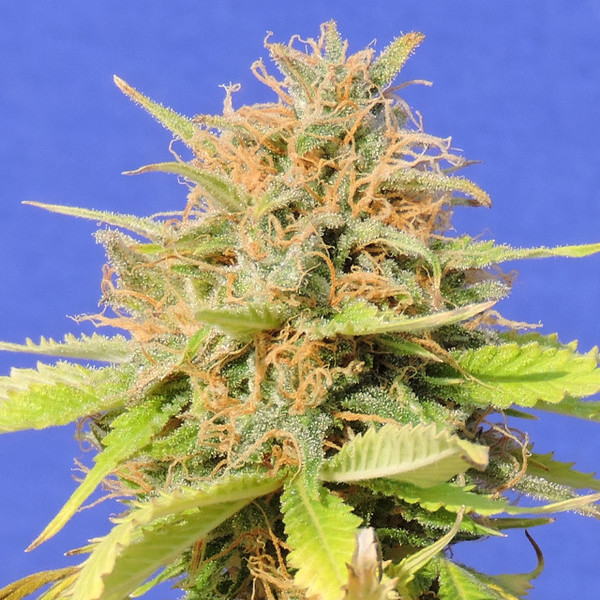 Zkittlez Auto (Original Sensible) Feminiserade