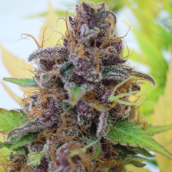 Gelato Auto (Original Sensible) Feminiserade