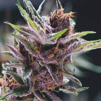 Black Cherry Punch (Pyramid Seeds) feminiserade cannabisfr&ouml;n