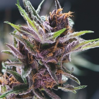 Black Cherry Punch (Pyramid Seeds) Feminiserade