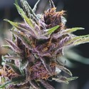 Black Cherry Punch (Pyramid Seeds) Feminiserade