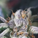 Cookies USA (Pyramid Seeds) Feminiserade