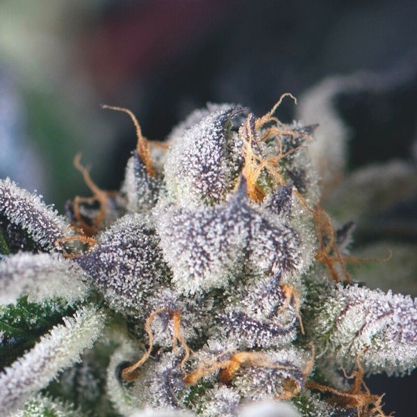 Cookies USA (Pyramid Seeds) Feminiserade