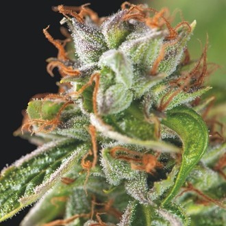 Double OG Haze (Pyramid Seeds) Feminiserade