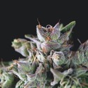 Gorila (Pyramid Seeds) Feminiserade