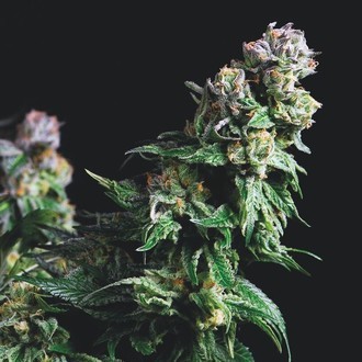 Purple Urkle (Pyramid Seeds) Feminiserade