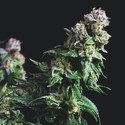 Purple Urkle (Pyramid Seeds) Feminiserade
