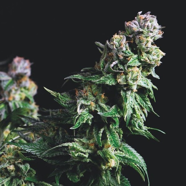 Purple Urkle (Pyramid Seeds) Feminiserade