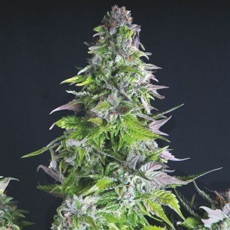 Romulan (Pyramid Seeds) feminiserade