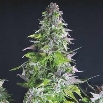 Romulan (Pyramid Seeds) Feminiserade