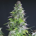 Romulan (Pyramid Seeds) Feminiserade