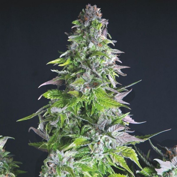 Romulan (Pyramid Seeds) Feminiserade