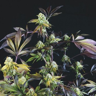 Sunset Sherbet (Pyramid Seeds) Feminiserade