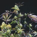 Sunset Sherbet (Pyramid Seeds) Feminiserade