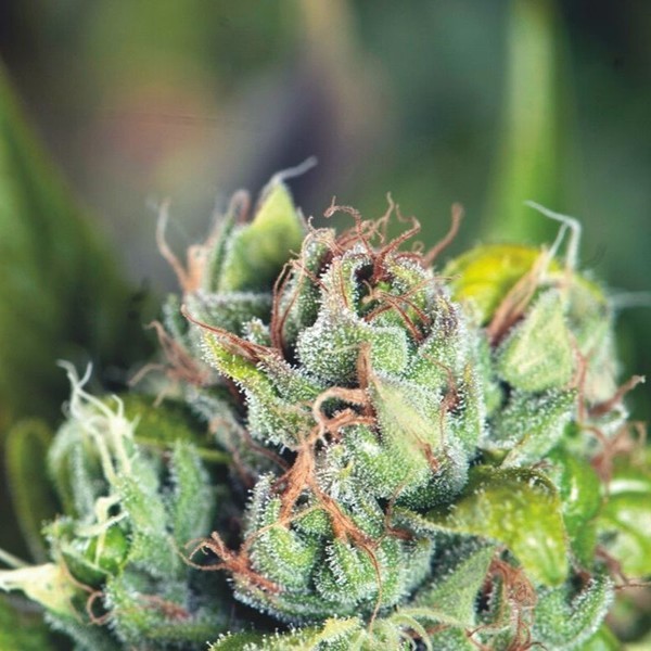 Tahoe Cure (Pyramid Seeds) Feminiserade