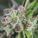 Watermelon Zkittlez (Pyramid Seeds) Feminiserade
