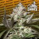 Auto Kong 4 (Paradise Seeds) Feminiserade