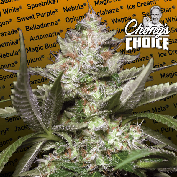 Auto Kong 4 (Paradise Seeds) Feminiserade