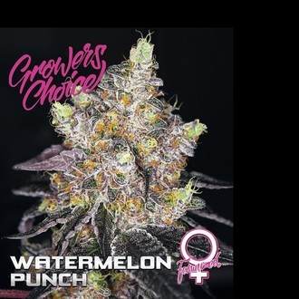 Watermelon Punch (Growers Choice) Feminiserade