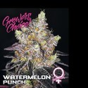 Watermelon Punch (Growers Choice) Feminiserade
