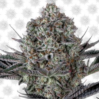 Dos Si Dos 33 (Barney's Farm) Feminiserade