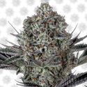 Dos Si Dos 33 (Barney's Farm) Feminiserade