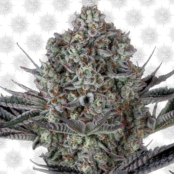 Dos Si Dos 33 (Barney's Farm) Feminiserade