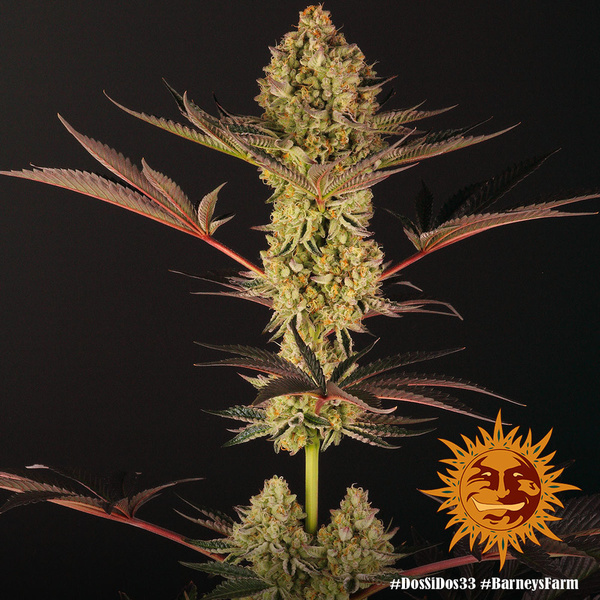 Dos Si Dos 33 (Barney's Farm) Feminiserade