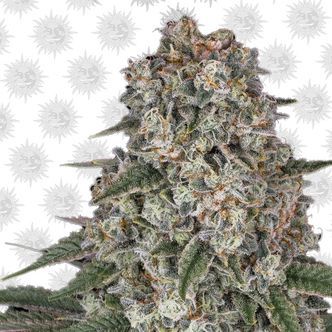 Tropicanna Banana (Barney's Farm) feminiserade