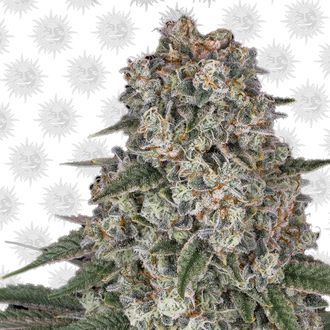Tropicanna Banana (Barney's Farm) Feminiserade