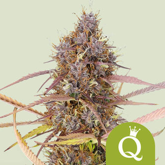 Purple Queen Automatic (Royal Queen Seeds) feminiserade