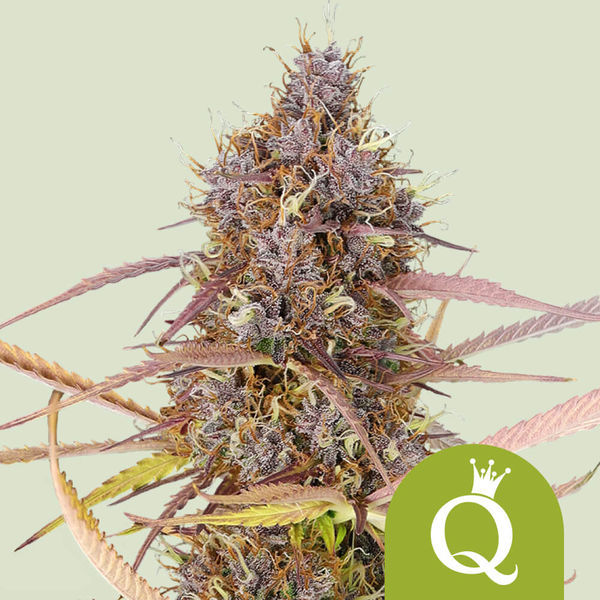 Purple Queen Autoflower (Royal Queen Seeds) Feminiserade