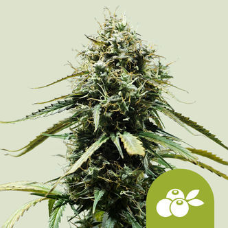 Haze Berry Automatic (Royal Queen Seeds) feminiserade